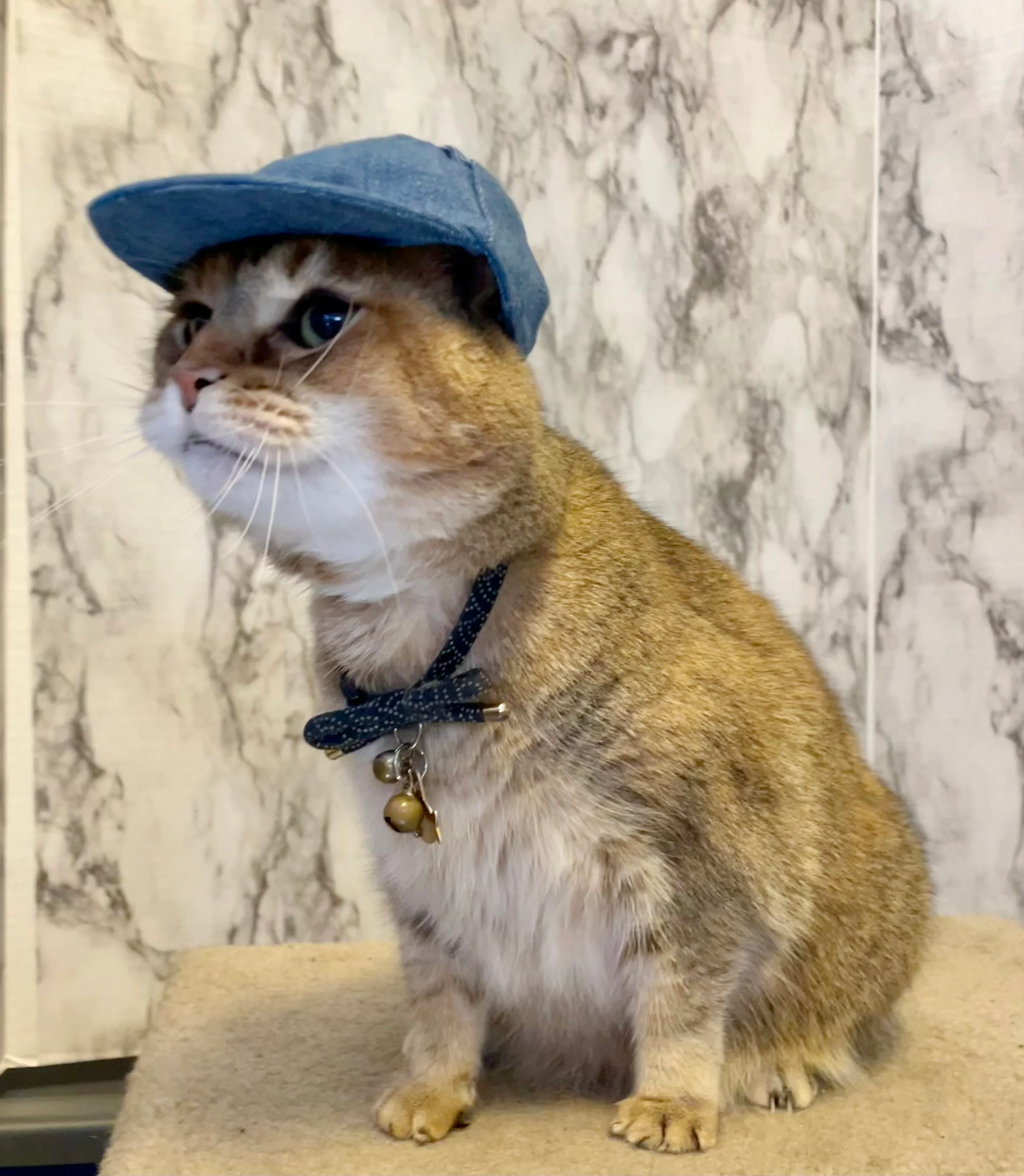 Cat wearing a hat, example image for memecoin token metadata
