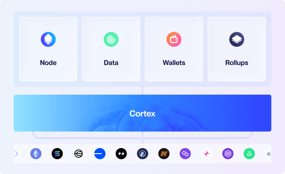 cortex diagram