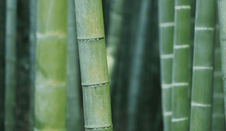 Bamboo Relay needed dependable infrastructure so engineers could sleep at night